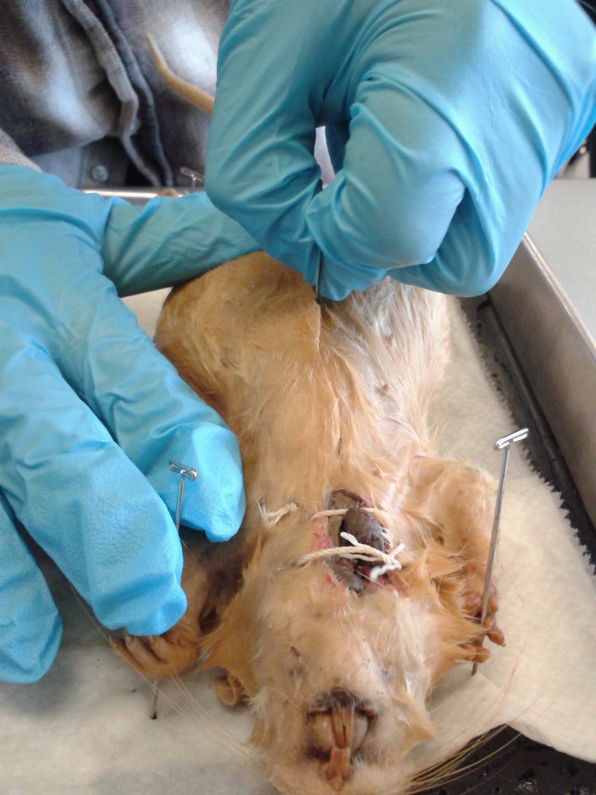 Alan Zhong Fungus Fun: Rat Dissection Zhong