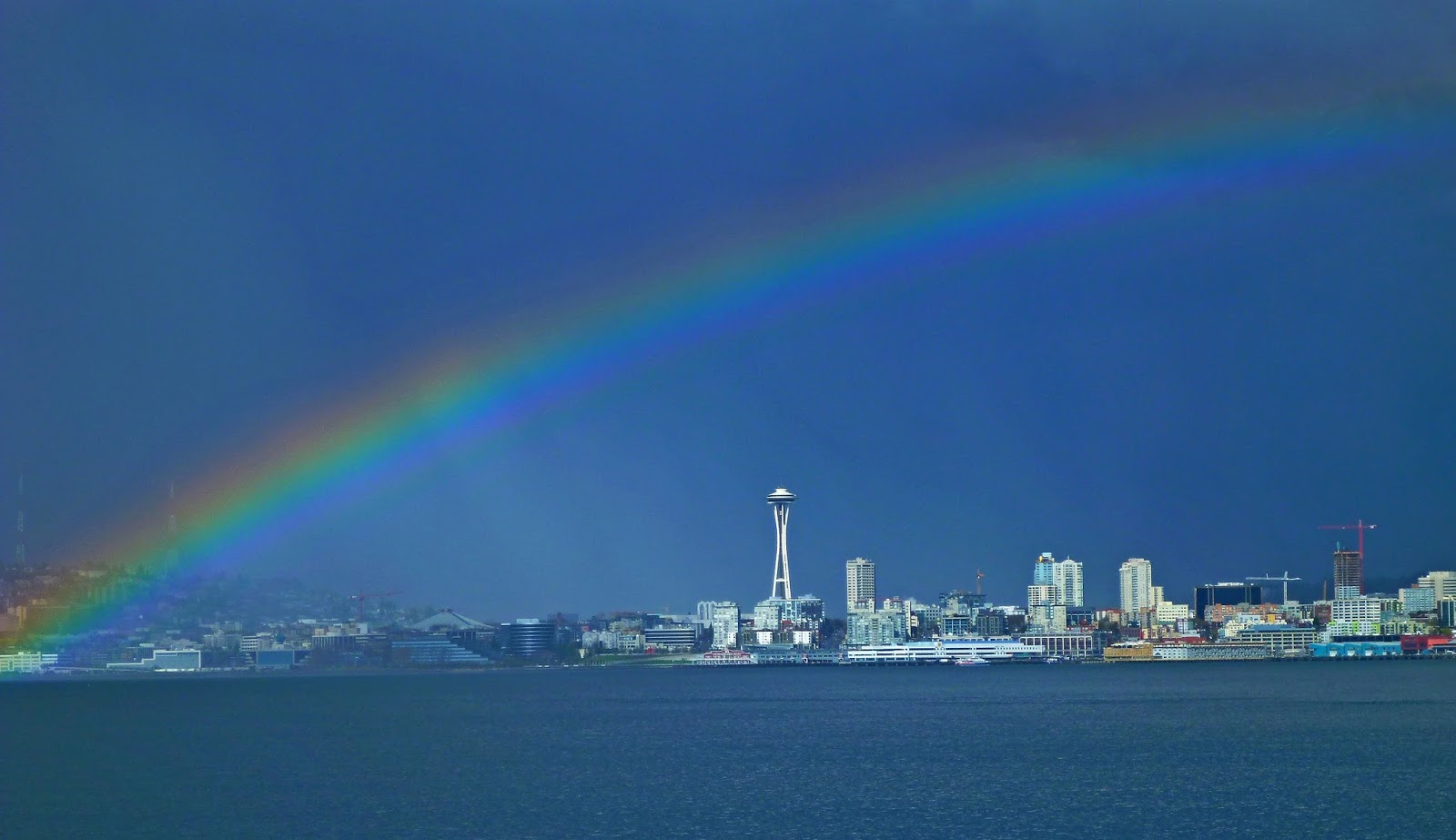 Buzz's Marine Life of Puget Sound: NEW PUGET SOUND MARINE LIFE