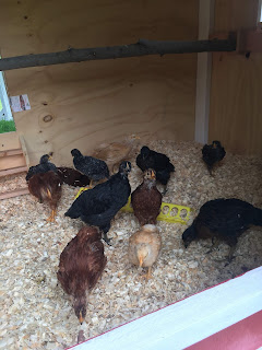 Ruple Farms baby chicks move to coop