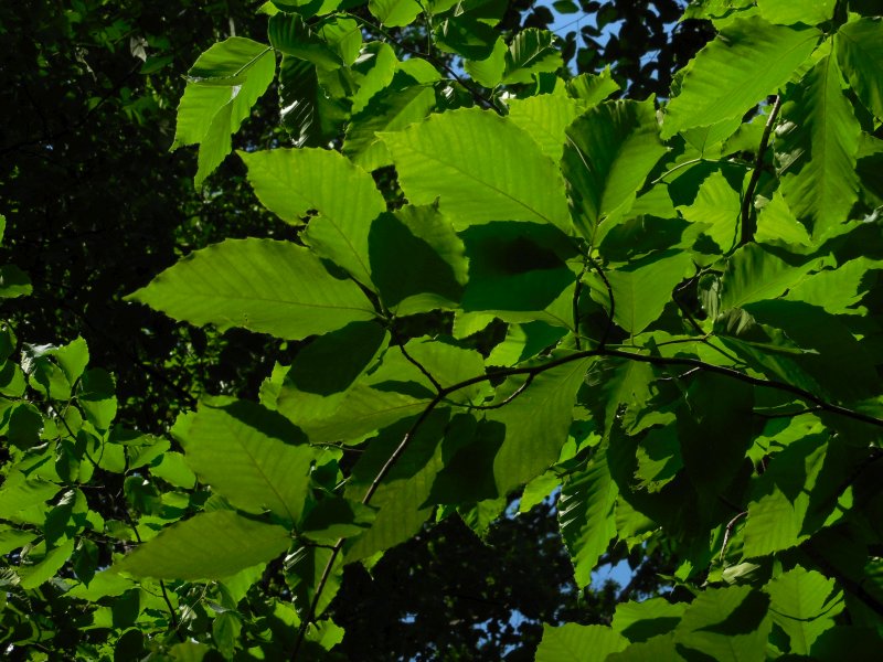Jehuite: Jardín Botánico de Atlanta: todavía un poco más