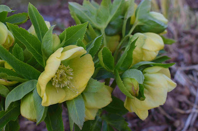Julros 'PS Sally' Helleborus x hybridus 'PS Sally'