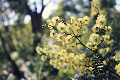 Wildflowers in Oatley Park NSW