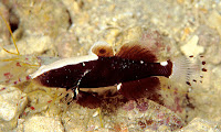 http://sciencythoughts.blogspot.co.uk/2012/07/new-species-of-whitecap-shrimp-goby.html