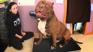biggest pitbull ever biggest pitbull ever