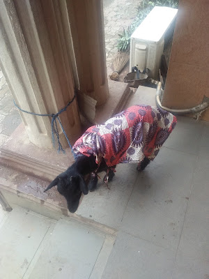 Goat Dressed In Matching Ankara Outfit At An Event