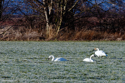 Trumpeter Swans