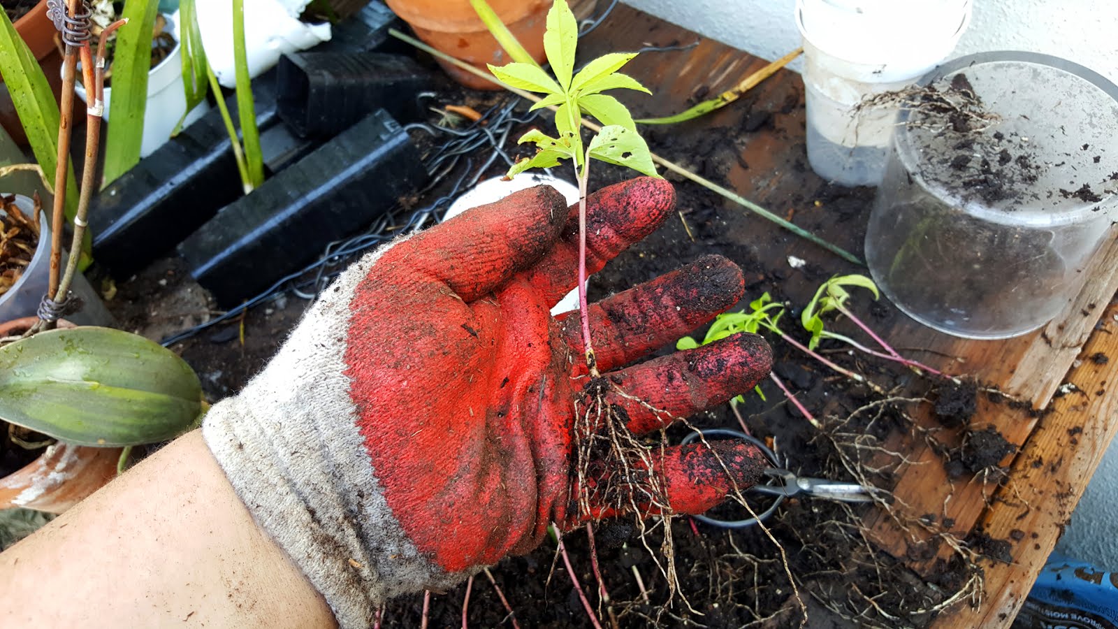 Bonsaimisadventures Kapok Ceiba Pentandra, separating seedlings and