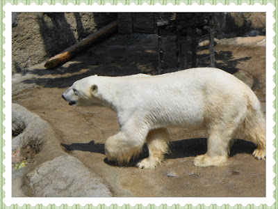 Asahiyama Zoo Polar Bear Asahiyama Zoo Polar Bear