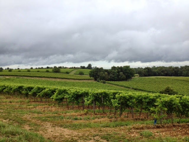 French Village Diaries Organic Charente Vineyards
