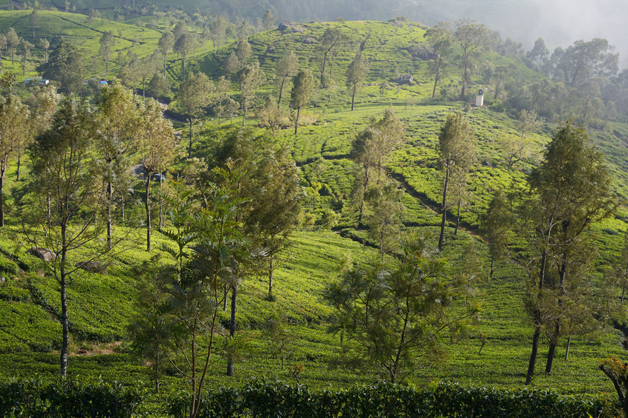 LIPTON'S SEAT, SRI LANKA LIPTON'S SEAT, SRI LANKA