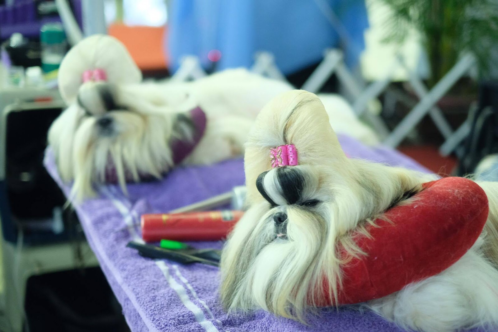 Are Dogs Allowed In Century City Mall