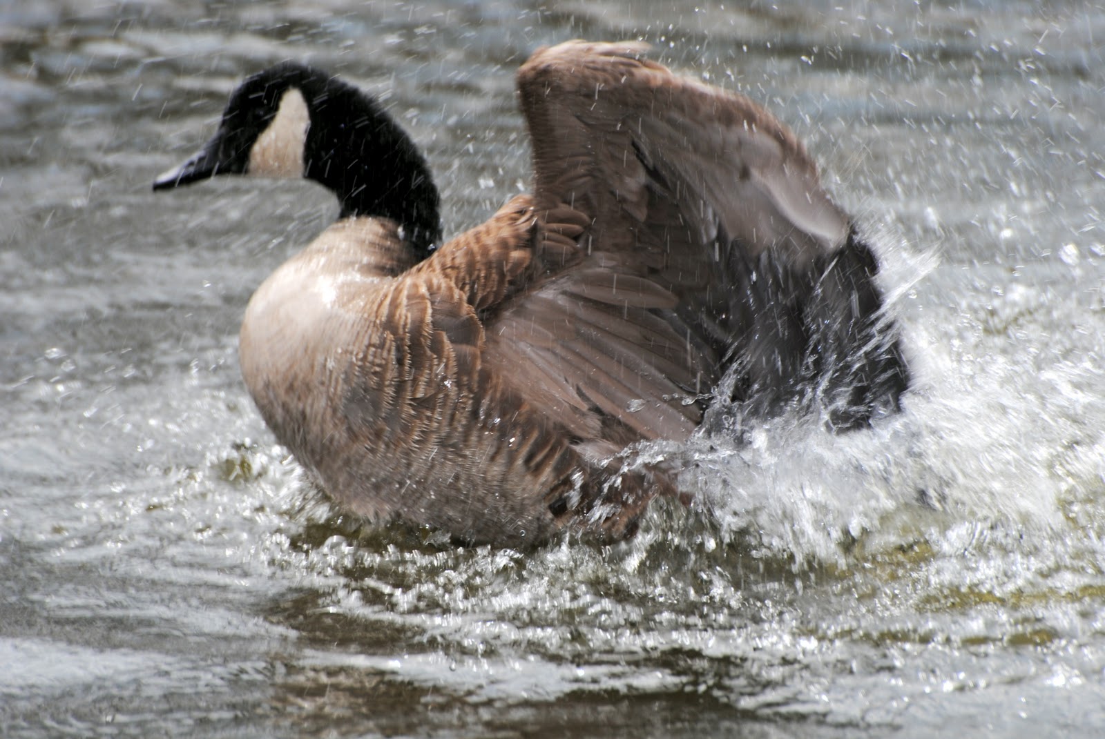 The Nature of Essex County Canada Goose, Windsor, Ontario