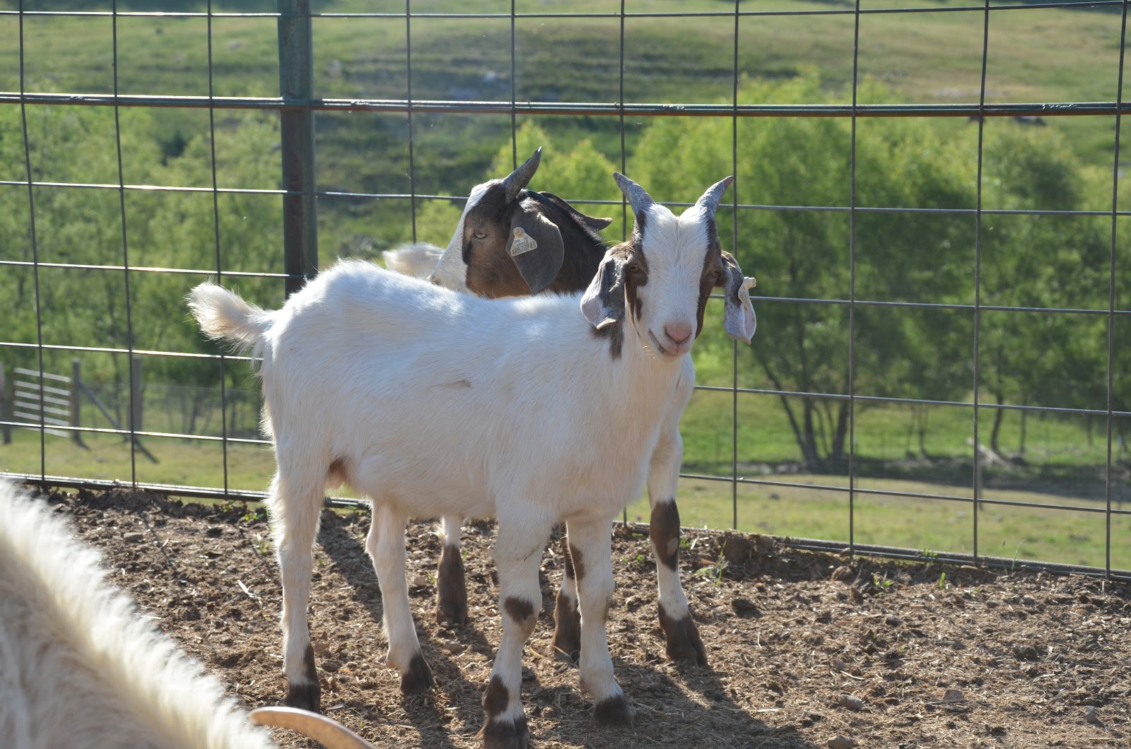 HORSESHOE CANYON RANCH MEAT GOATS Cull Hard or Go Home