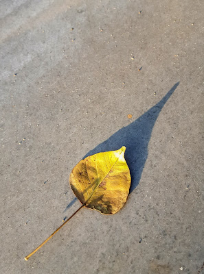 Minimalism as Less Elements A Minimalist Photo of a yellow leaf and its long shadow shot by Samsung Galaxy S6 Smart Phone