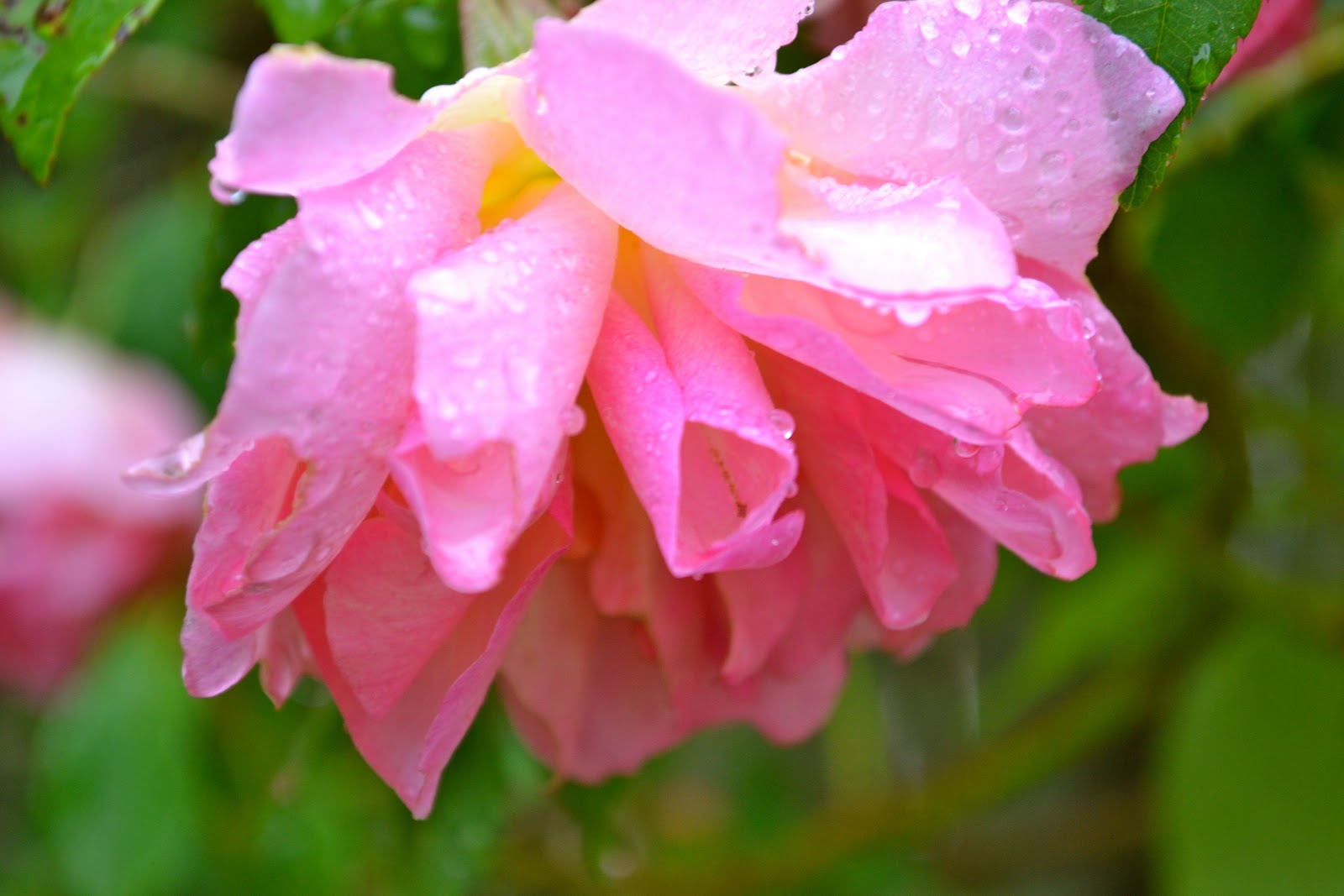 THE FRENCH HUTCH PETALS FROM THE PAST