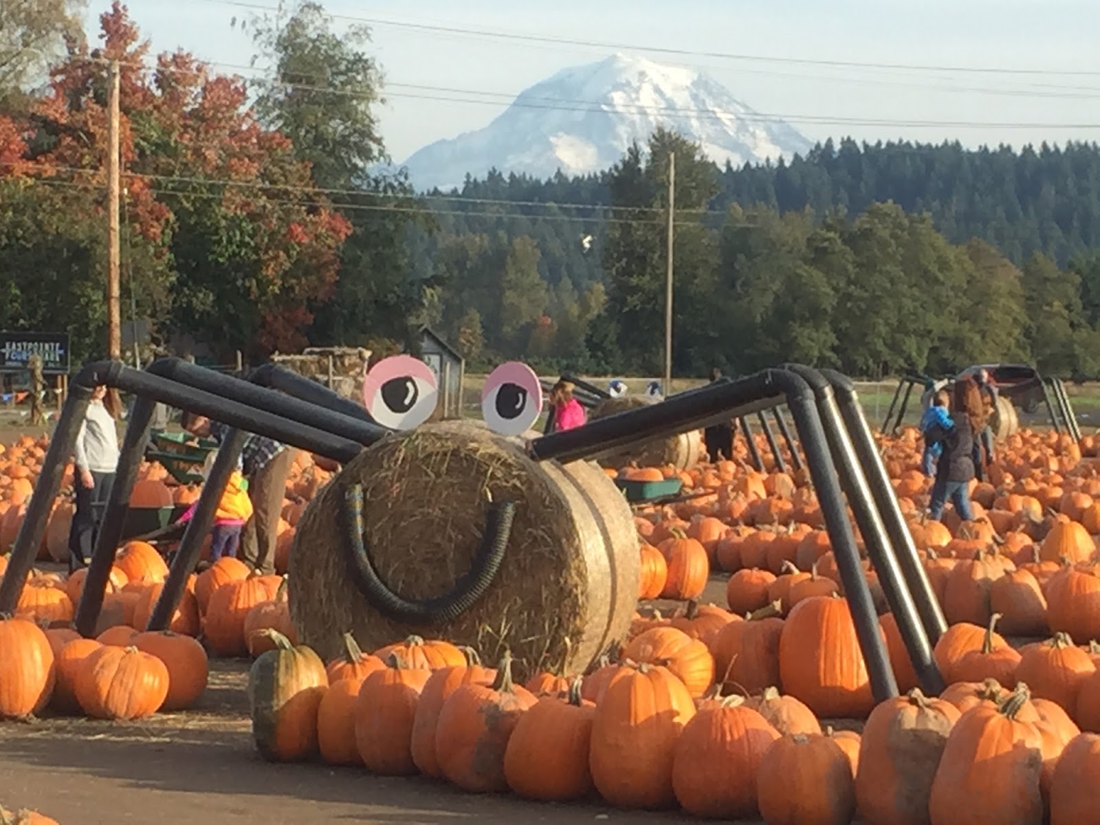 Puyallup Sumner Chamber of Commerce Spooner Farms Display a Heck of a Lot of Pumpkins