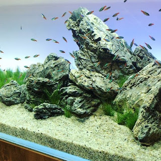 200 Referensi Desain Dan Model Aquascape Berdasarkan Tema https://www.faktapopuler.com/2018/12/200-referensi-desain-dan-model.html