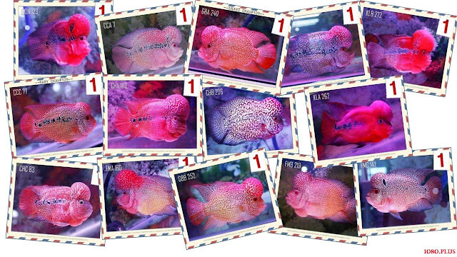 Gambar Ikan Luohan Juara Kontes Dari Tahun Ke Tahun Gambar Ikan Luohan Juara Kontes Dari Tahun Ke Tahun