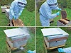 Νέα έρευνα! Σύγκριση οξαλικού οξέος και αμιτράζης για νεκρές μέλισσες και νοζεμίαση... Απίστευτα αποτελέσματα!