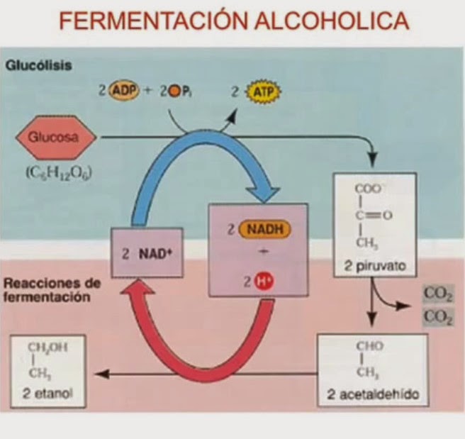 Los plazos del desarrollo del alcoholismo