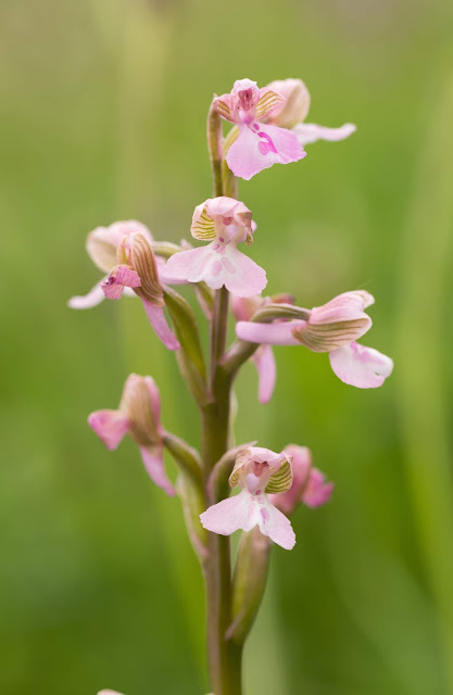 Green-winged Orchid - Muston Meadows, Leicestershire Green-winged Orchid - Muston Meadows, Leicestershire