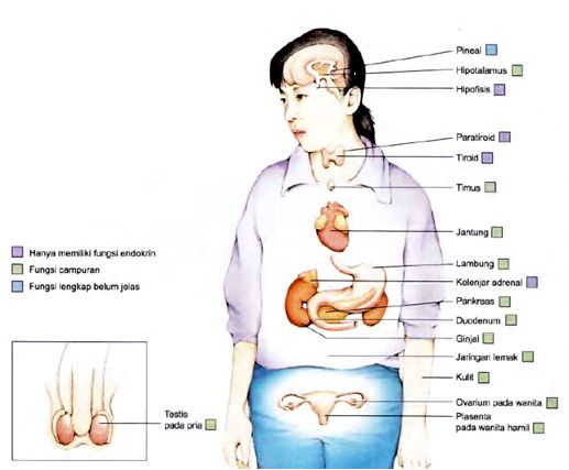 Life Goes On Fisiologi Hewan Sistem Endokrin
