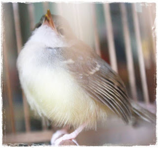 Burung Ciblek - Penyakit Bubul yang Menyerang Burung Ciblek dan Cara Penangannannya - Penangkaran Burung Ciblek 