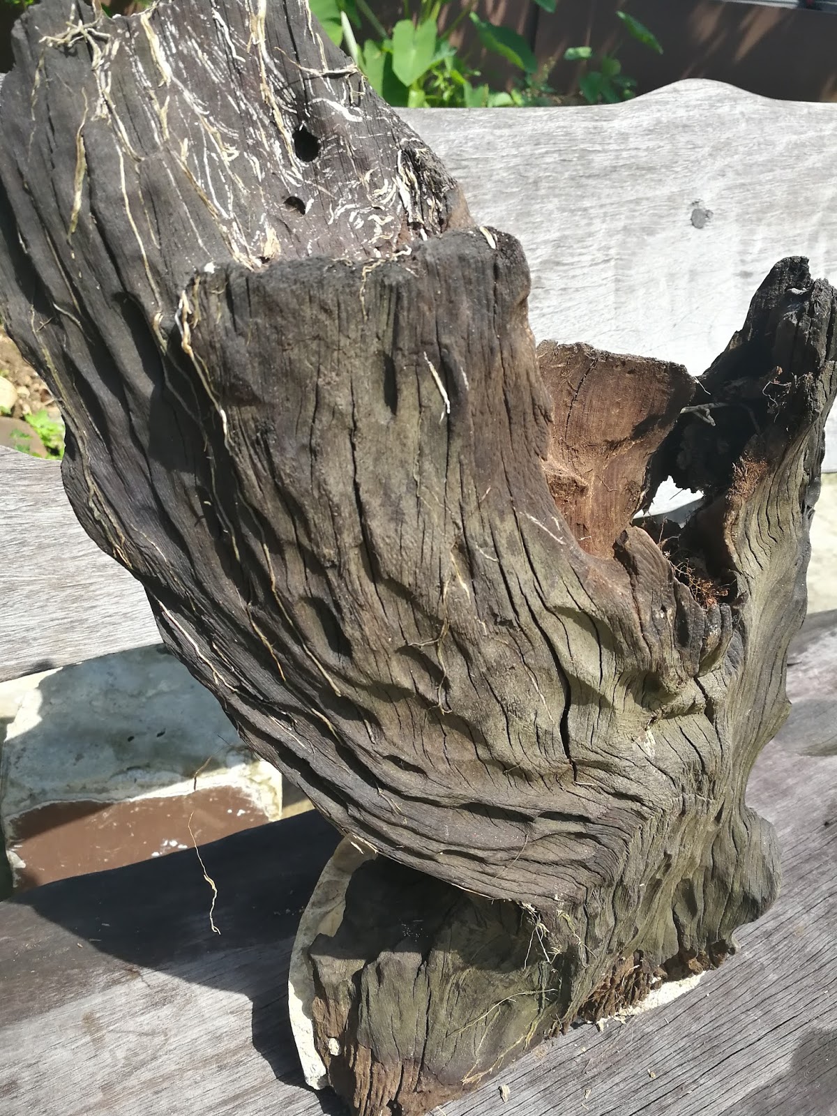 Borneo Malaysian Driftwood for sale