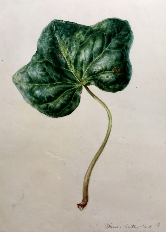 Ivy leaf Finished painting of an ivy leaf on vellum