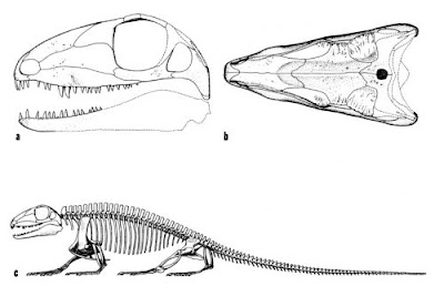 Haptodus squeleton