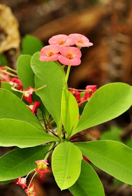 Coroa de Cristo - Euphorbia milii Cuidados com a Coroa de Cristo - Euphorbia milii
