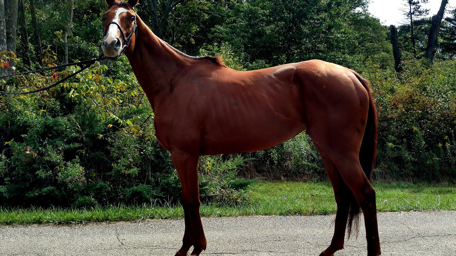 Horses For Lease In Ohio Horse Choices