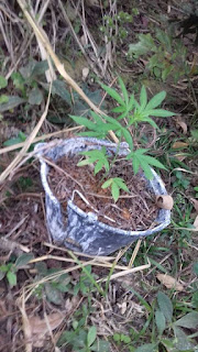 AÇÃO DA POLÍCIA MILITAR RESULTA NA LOCALIZAÇÃO DE PLANTAÇÃO DE MACONHA EM JUQUIÁ AÇÃO DA POLÍCIA MILITAR RESULTA NA LOCALIZAÇÃO DE PLANTAÇÃO DE MACONHA EM JUQUIÁ