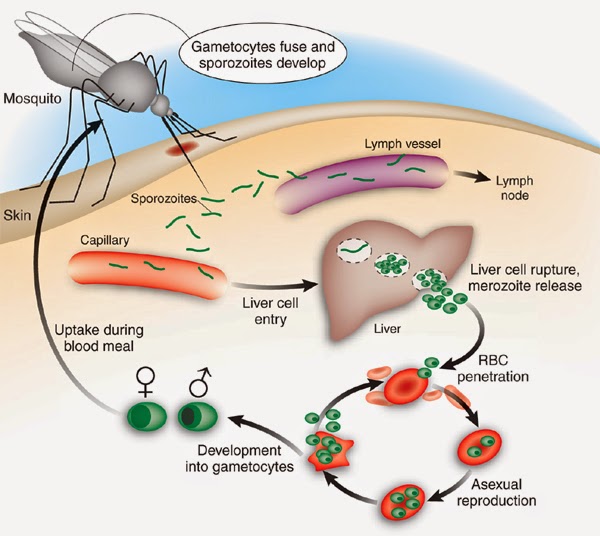 Gambar penyakit malaria