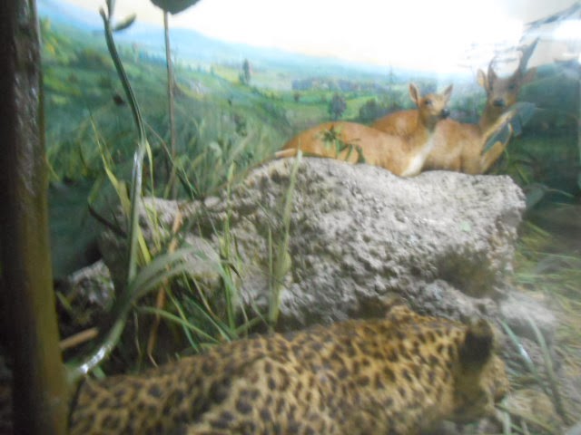 belajar blog: Mengunjungi Museum Zoologi