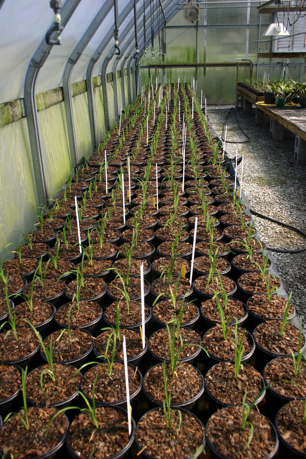Lee's Daylily Potpourri Greenhouse Seedlings 10/21/2011