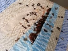 Bed bugs treatment and advice EPB Pest Control