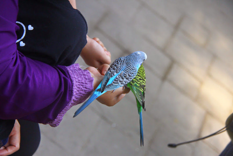 Biru dan Hijau Biru dan Hijau