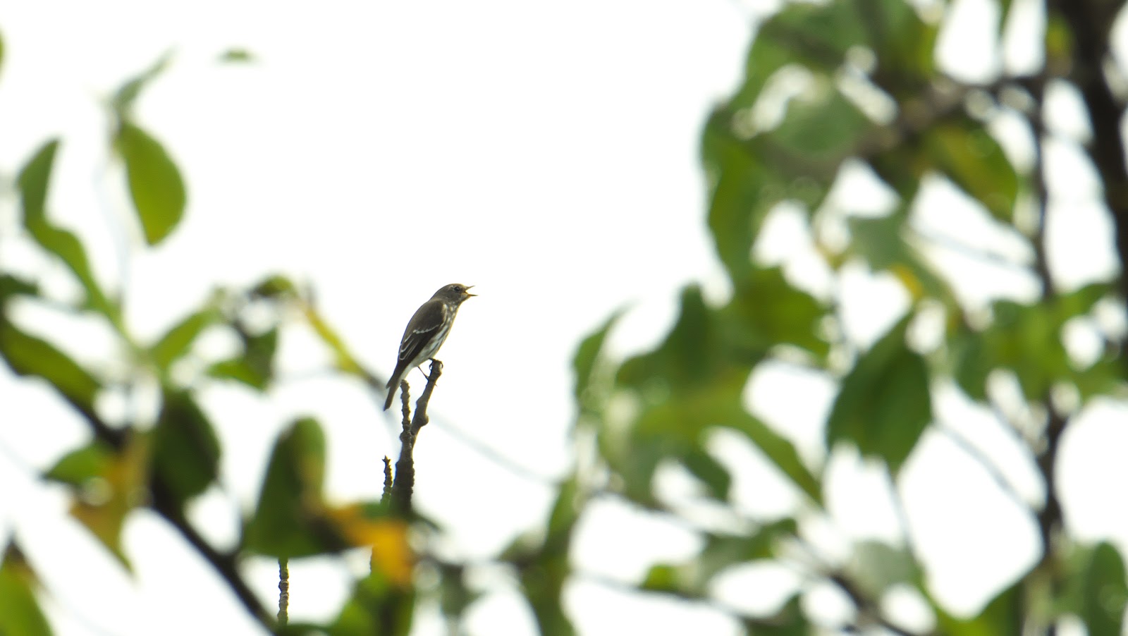 シマウマは黒地に白の縞模様ですか、それともその逆ですか?