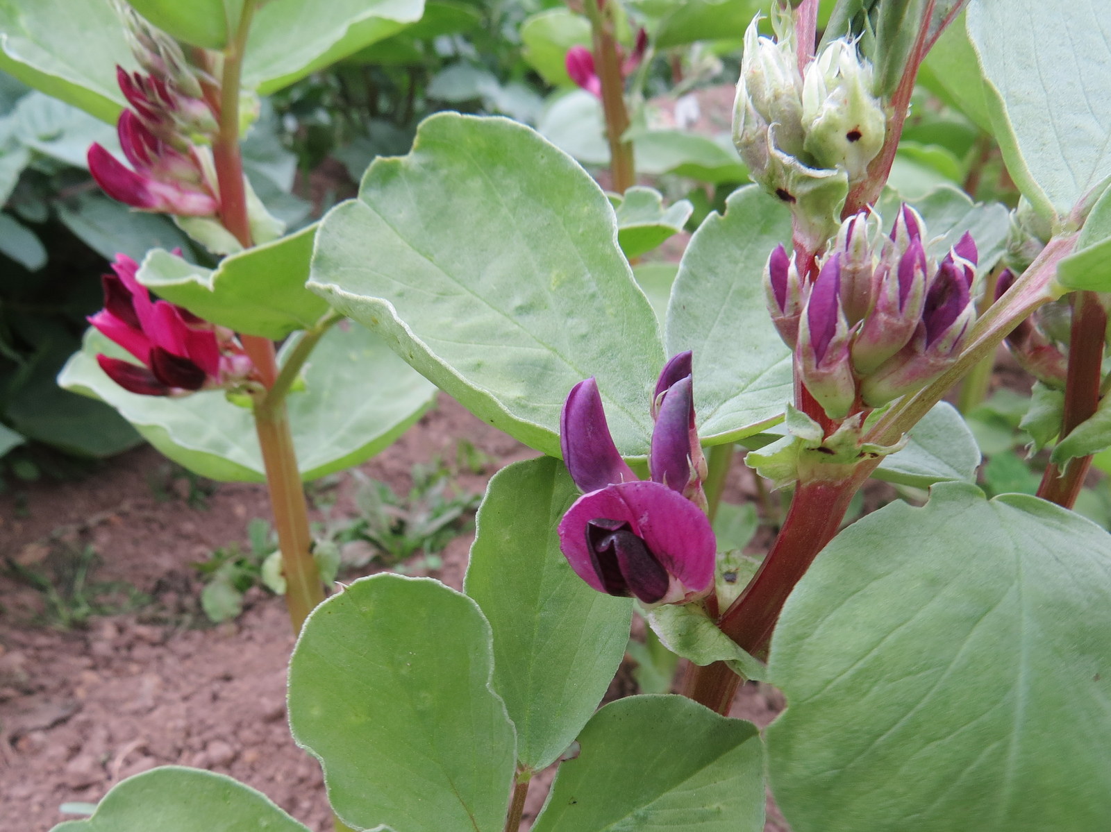 Growing Food, Saving Seeds Colourful Broad bean flowers