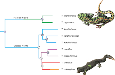 Figure illustrating relationships between species in genus Triturus, with two representative salamanders at right.