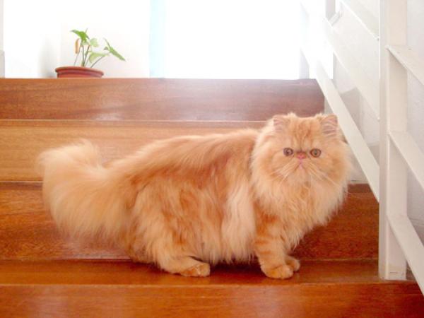 สายพันธุ์แมวน่ารู้: แมวเปอร์เซีย (Persian Cat)
