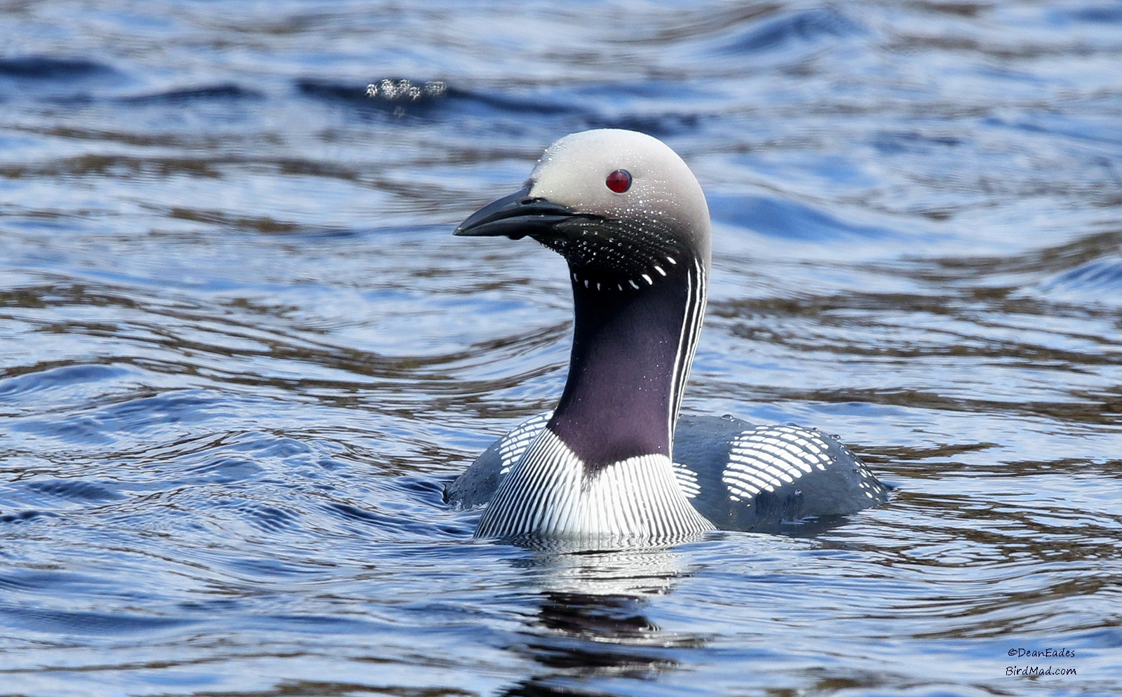 утка гагара. пух гагары. обыкновенный чистик. европейская чернозобая гагара. пурпурные гагары.