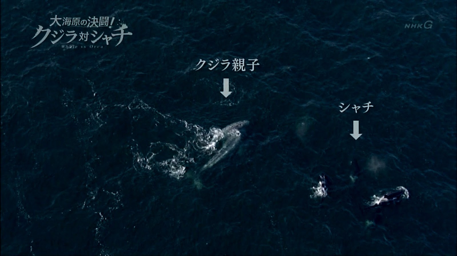 NHKスペシャル 大海原の決闘! クジラ対シャチ [DVD]