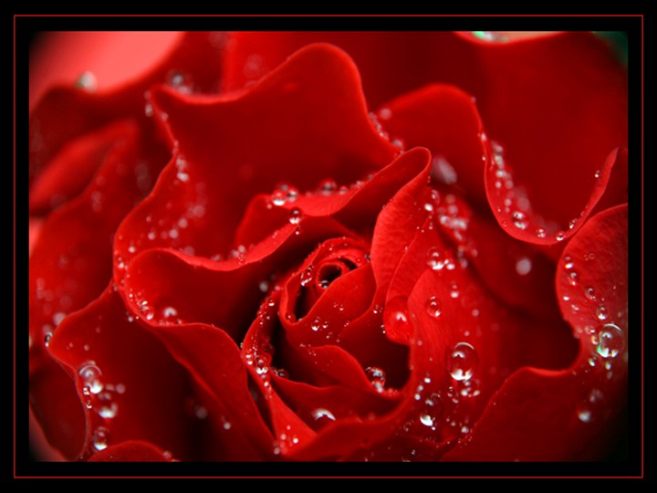 Best Wallpapers & Pictures Red Colour Wallpapers