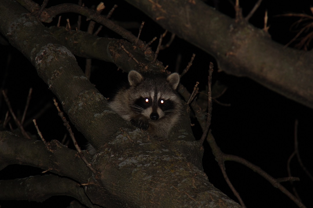 John Koshy Wildlife Night of the Raccoons