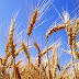 Liberarán 400 mil toneladas de trigo para la exportación