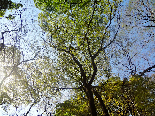 Sibipiruna - Parque Piqueri Sibipiruna - Parque Piqueri