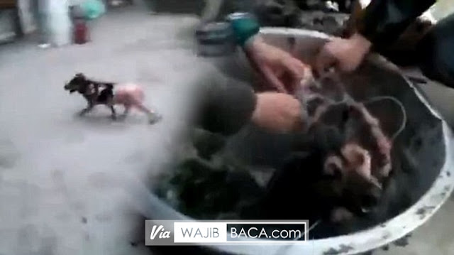 Direbus Hidup-Hidup! Kedua Pria Ini Kaget Anjing yang Sudah Dikuliti Hidup Lagi