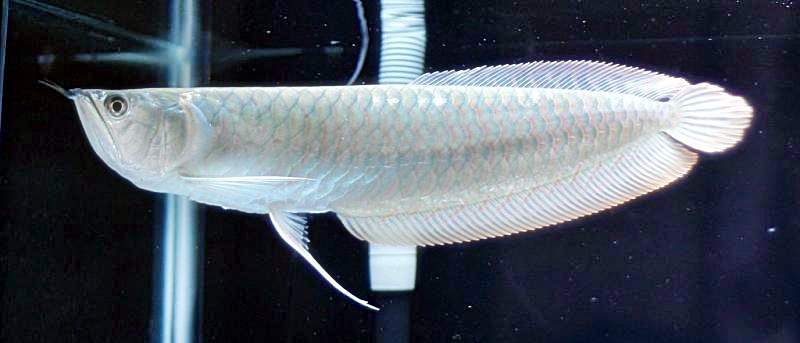 Ikan Arwana Platinum